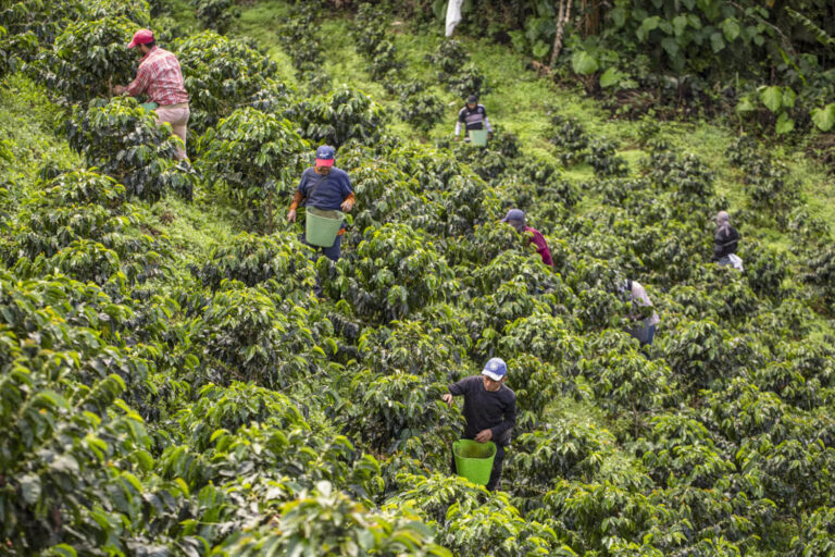 Plantación de café ecológico