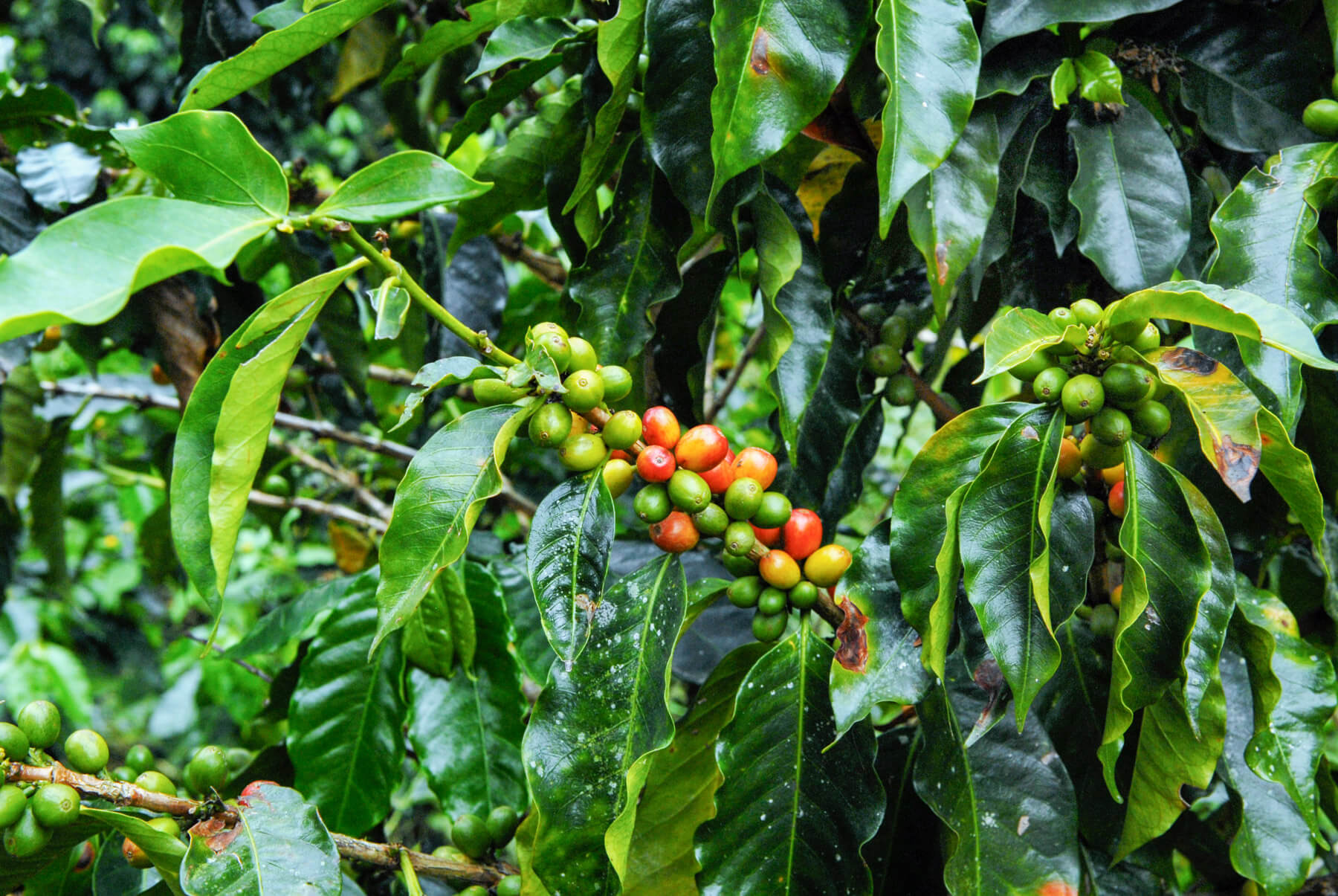 Grandes cerezas de café en cafeto